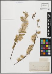 Foto von Salix acmophylla Boiss.